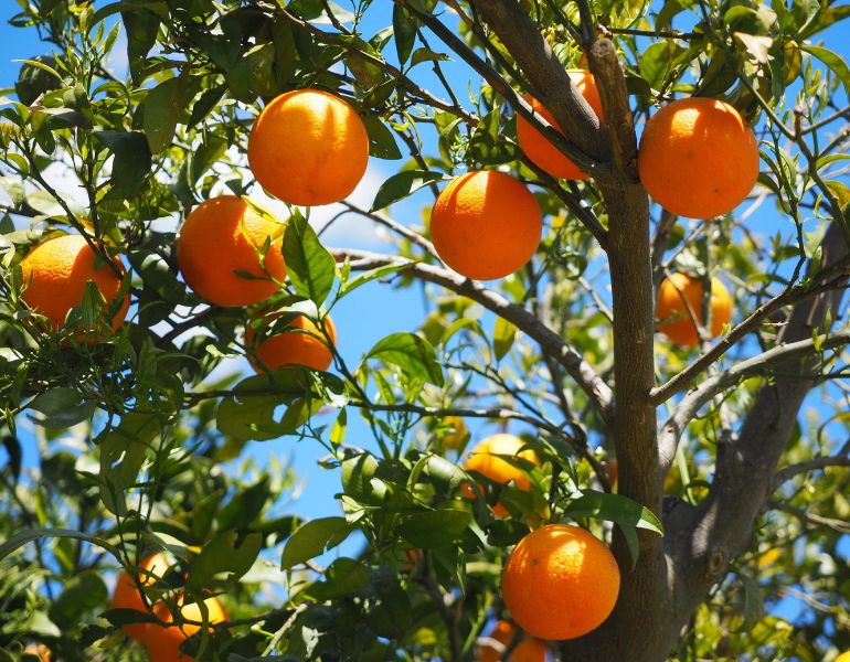 Citrus aurantium dulcis (orange) peel oil được chiết xuất từ vỏ của quả cam ngọt