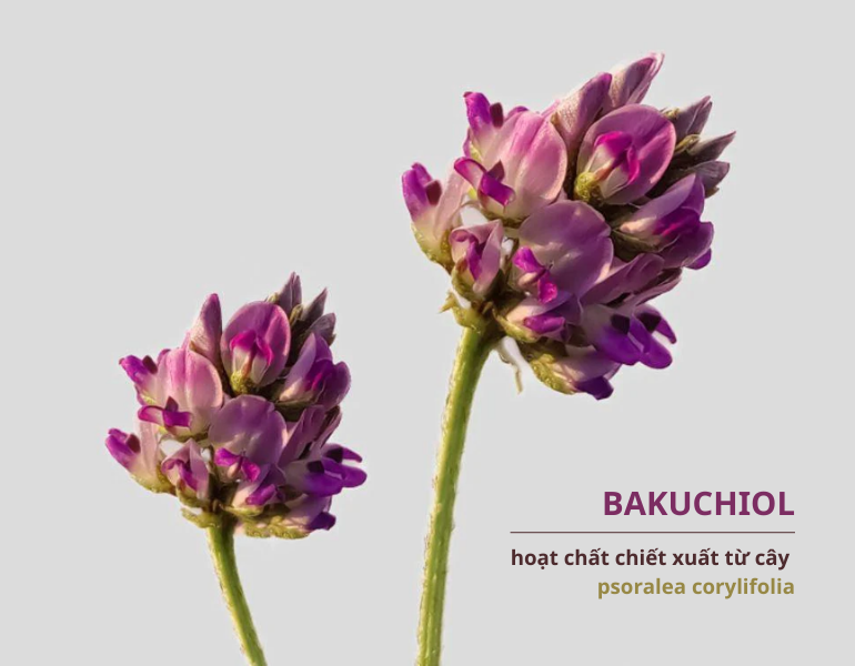 Bakuchiol là một hoạt chất chiết xuất từ cây Psoralea corylifolia