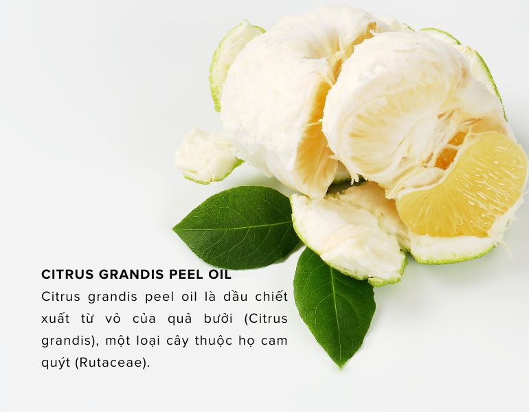 Citrus grandis peel oil là dầu chiết xuất từ vỏ của quả bưởi