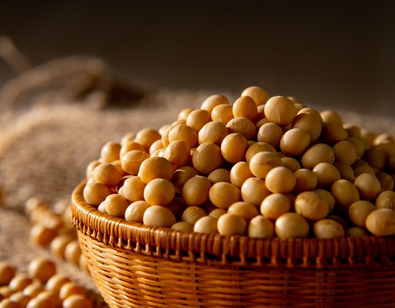 Glycine soja (soybean) germ extract là chiết xuất từ mầm của cây đậu nành
