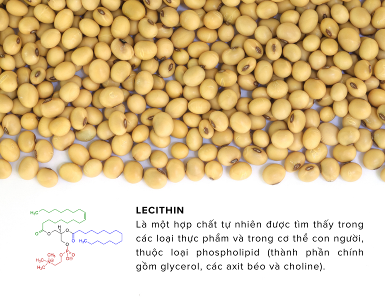 Lecithin được tìm thấy trong các loại thực phẩm và trong cơ thể con người