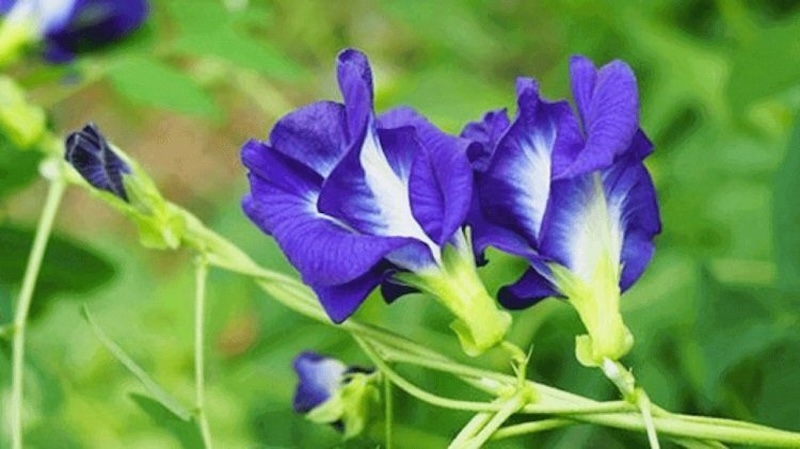 hoa dau biec chong lao hoa da