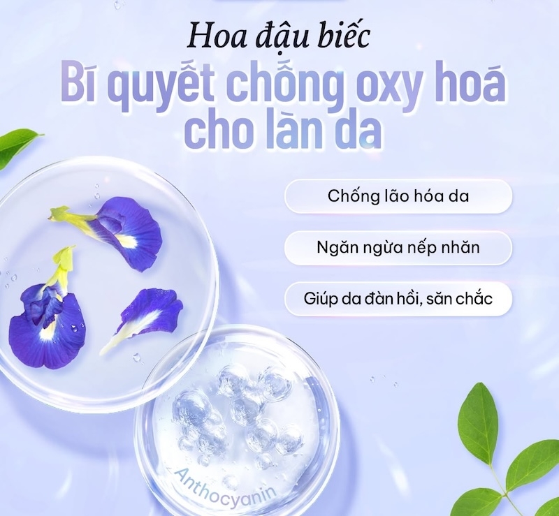 hoa dau biec chong lao hoa da
