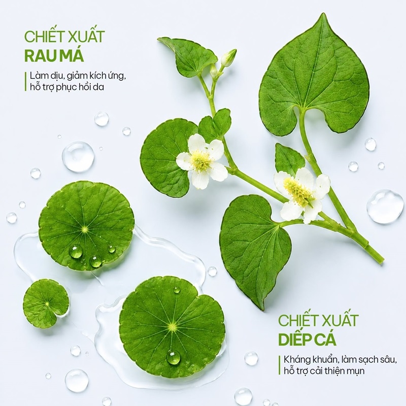 chiet xuat rau ma va diep ca