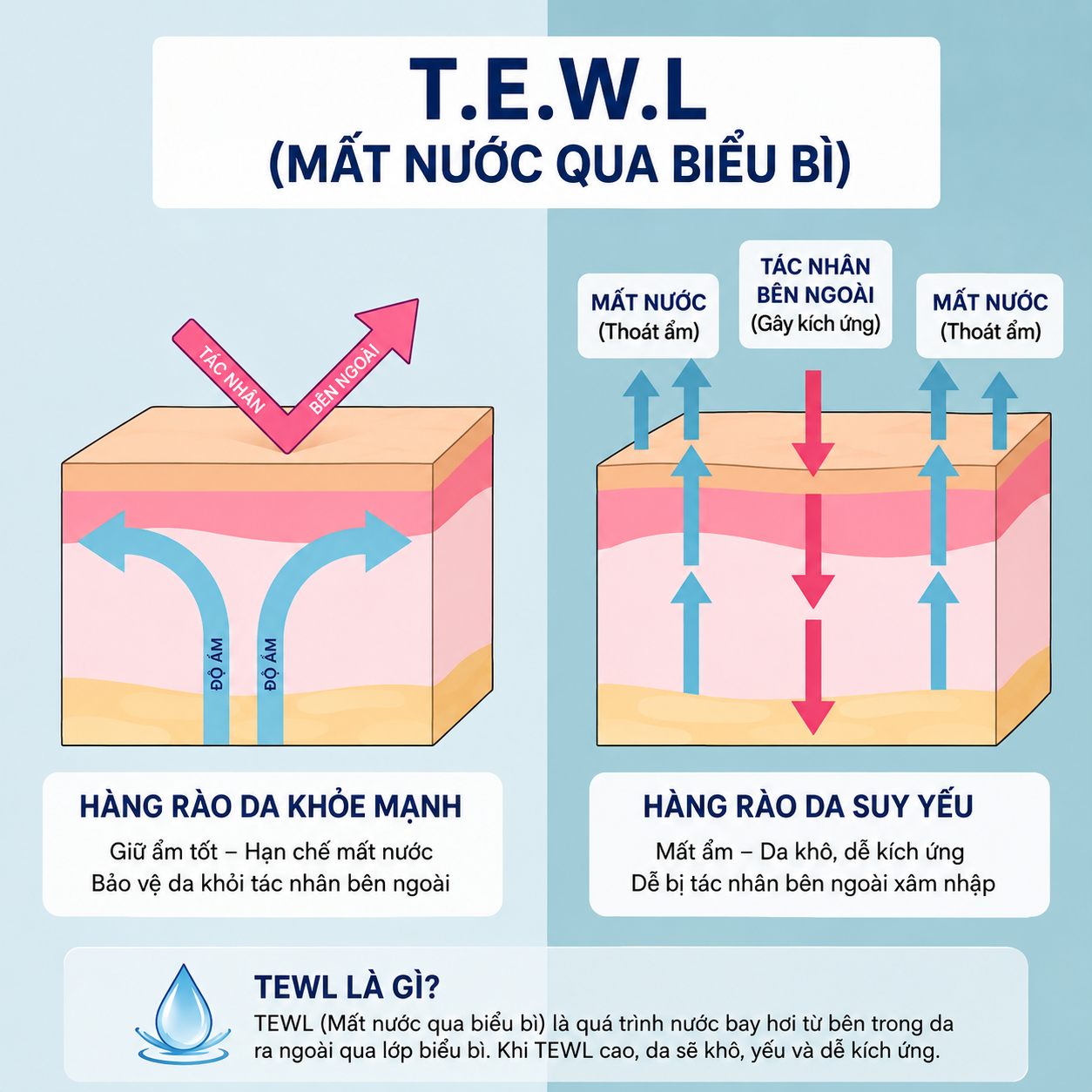 TEWL la gi