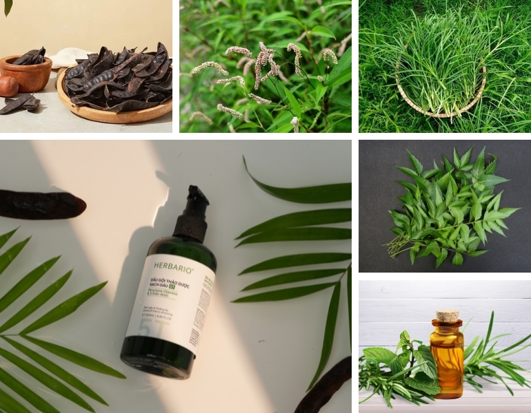 Công dụng của ngũ thảo trong chăm sóc cho da đầu và hỗ trợ giảm gàu Công dụng của ngũ thảo trong chăm sóc cho da đầu và hỗ trợ giảm gàu