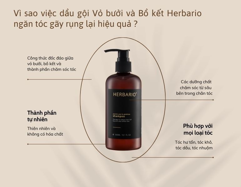 Dầu gội Vỏ bưởi và Bồ kết herbario ngăn tóc gãy rụng hiệu quả