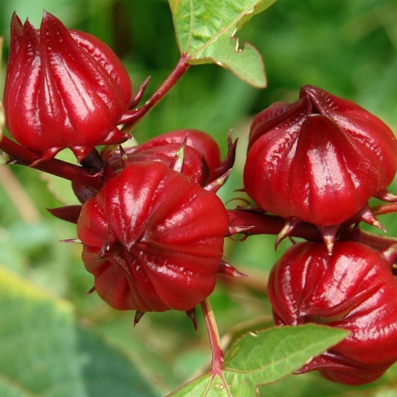Atisô đỏ Hibiscus sabdariffa Atiso do Hibiscus sabdariffa