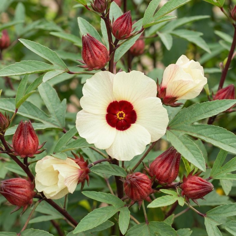 Atisô đỏ Hibiscus sabdariffa Atiso do Hibiscus sabdariffa