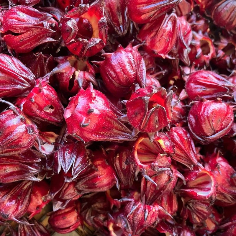 Atisô đỏ Hibiscus sabdariffa Atiso do Hibiscus sabdariffa