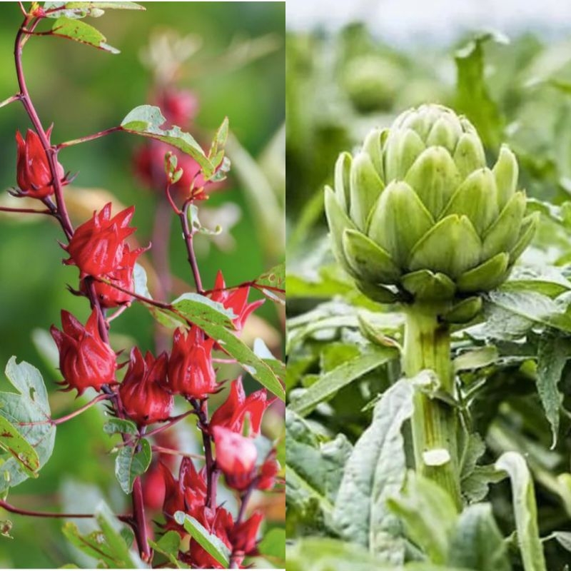 Atisô đỏ Hibiscus sabdariffa Atiso do Hibiscus sabdariffa