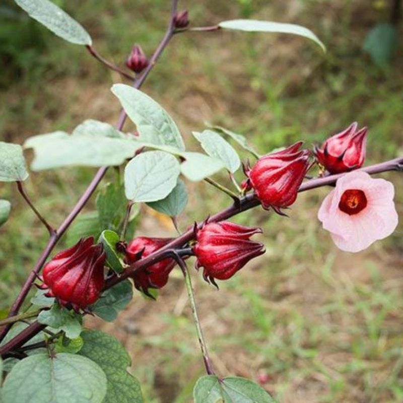 Atisô đỏ Hibiscus sabdariffa Atiso do Hibiscus sabdariffa