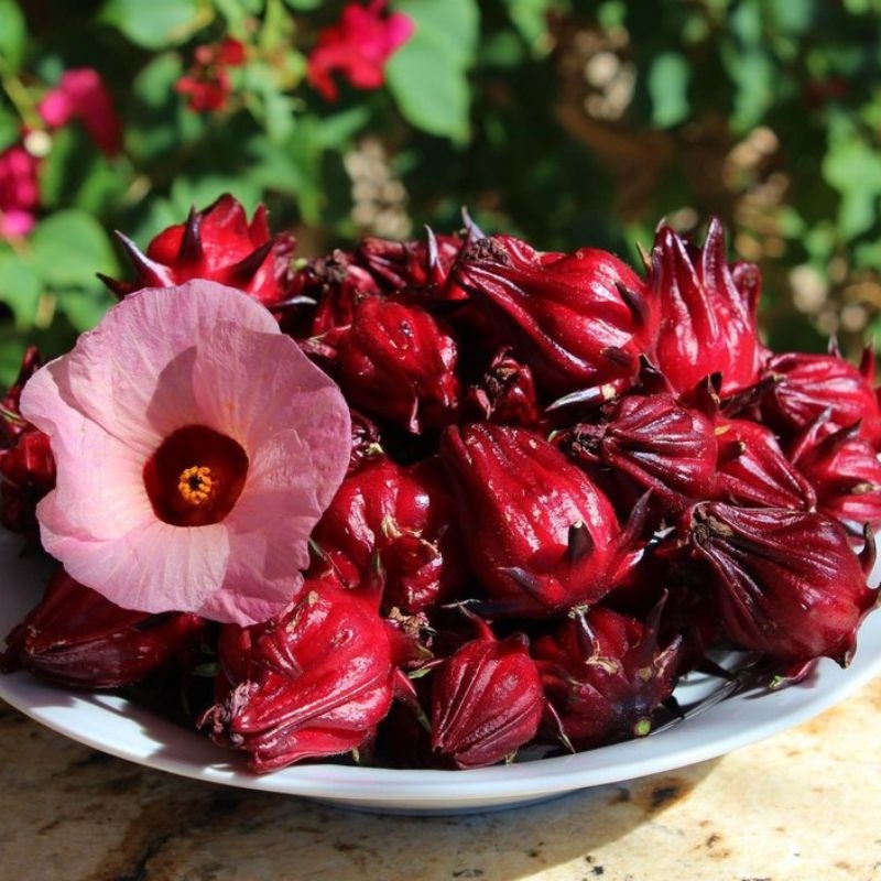 Atisô đỏ Hibiscus sabdariffa Atiso do Hibiscus sabdariffa