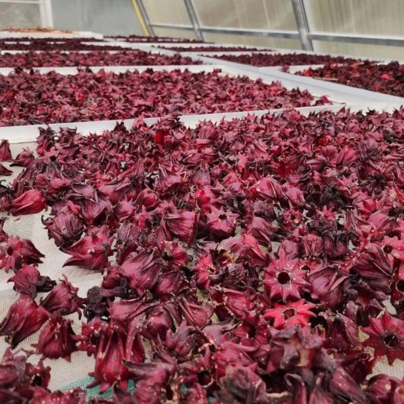 Atisô đỏ Hibiscus sabdariffa Atiso do Hibiscus sabdariffa