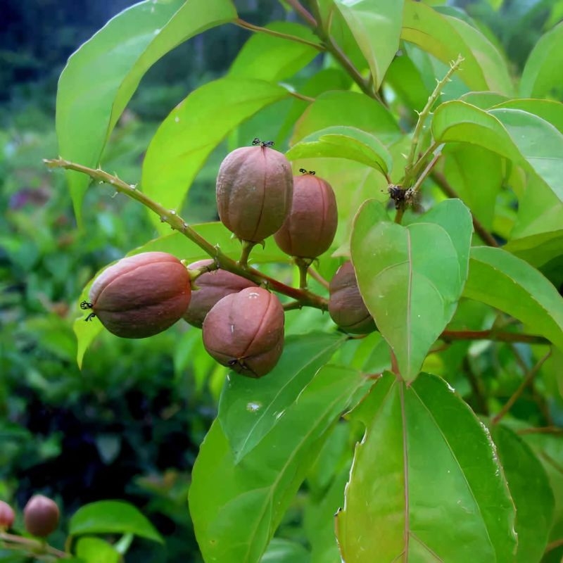 Ba dau Croton tiglium