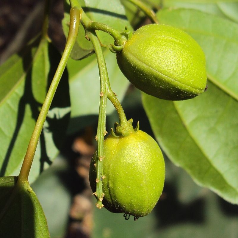Ba dau Croton tiglium