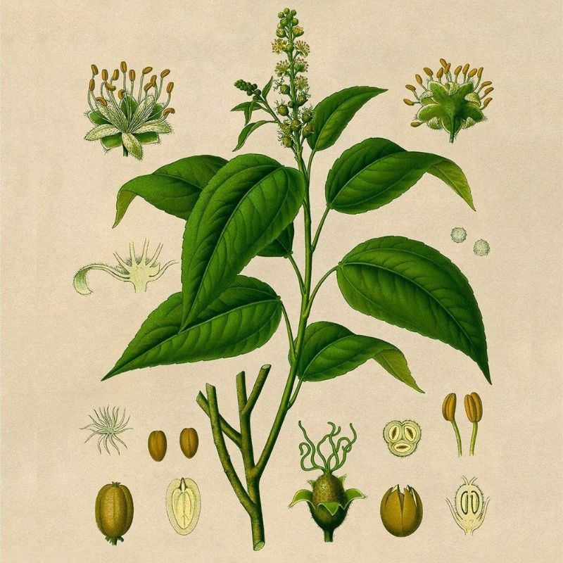 Ba dau Croton tiglium