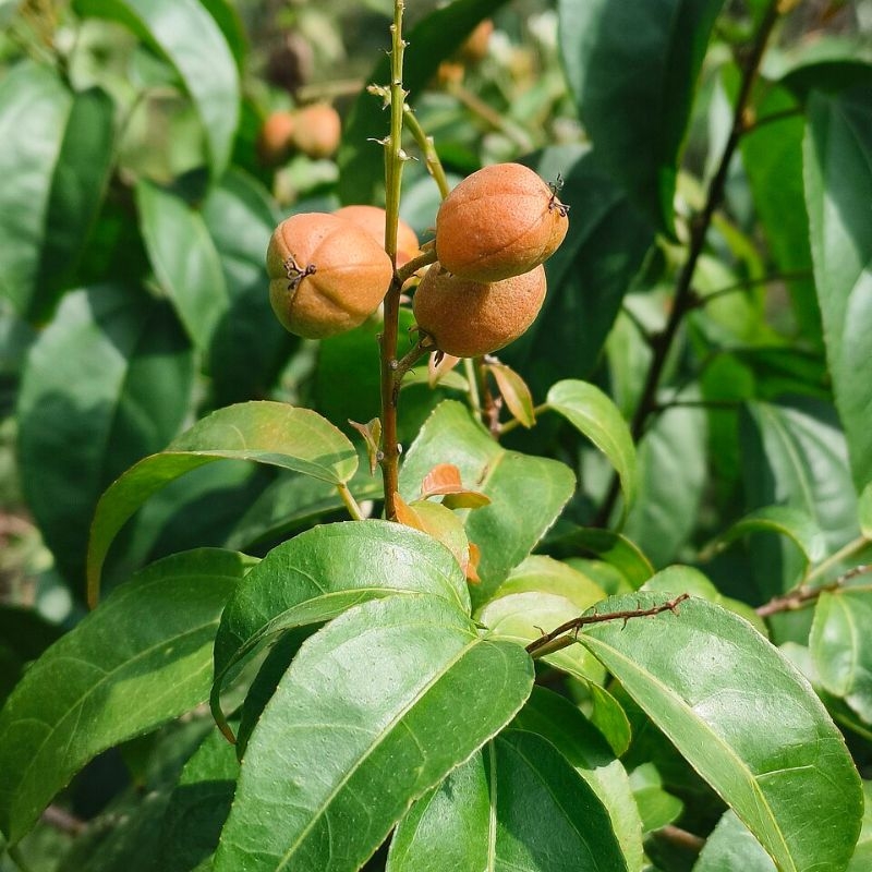 Ba dau Croton tiglium