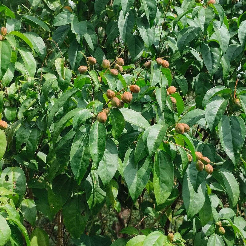 Ba dau Croton tiglium