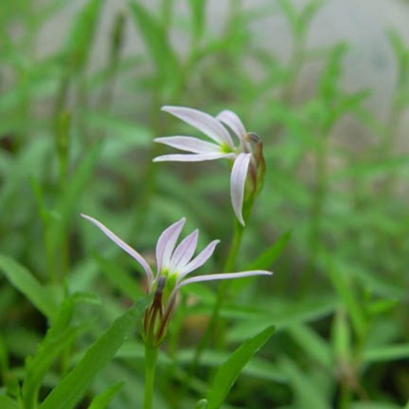 Bán biên liên Lobelia chinensis Ban bien lien Lobelia chinensis