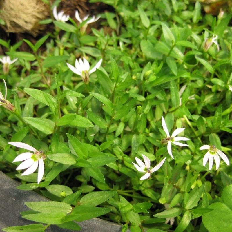 Bán biên liên Lobelia chinensis Ban bien lien Lobelia chinensis