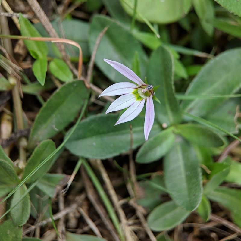 Bán biên liên Lobelia chinensis Ban bien lien Lobelia chinensis