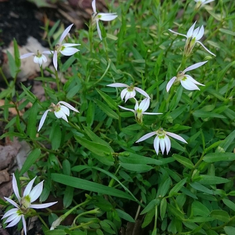 Bán biên liên Lobelia chinensis Ban bien lien Lobelia chinensis