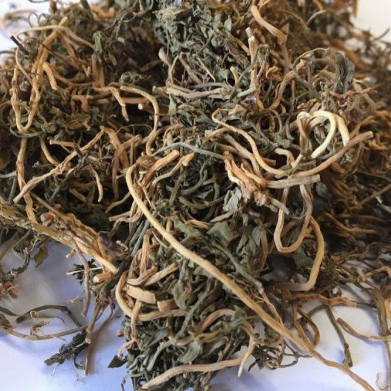Bán biên liên Lobelia chinensis Ban bien lien Lobelia chinensis