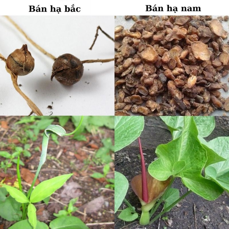 Ban ha bac Pinellia ternata
