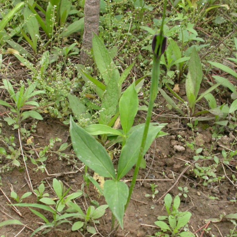 Ban ha bac Pinellia ternata