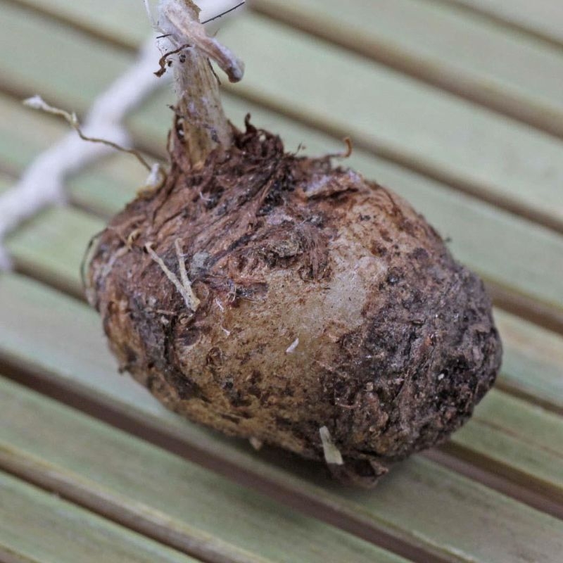 Ban ha bac Pinellia ternata