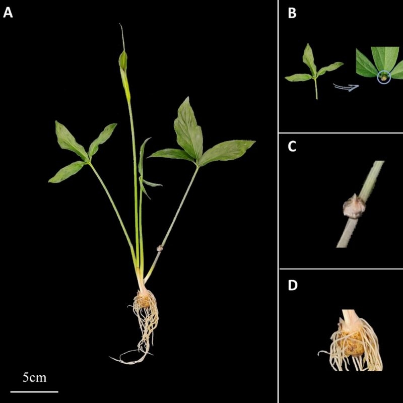 Ban ha bac Pinellia ternata