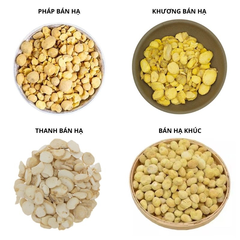 Ban ha bac Pinellia ternata
