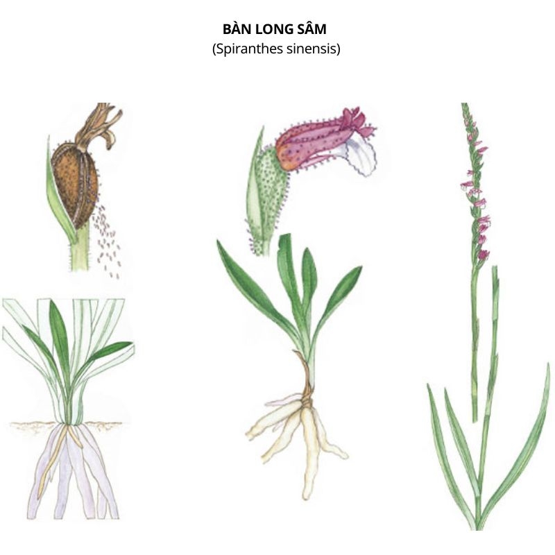 Bàn long sâm Spiranthes sinensis ban long sam Spiranthes sinensis