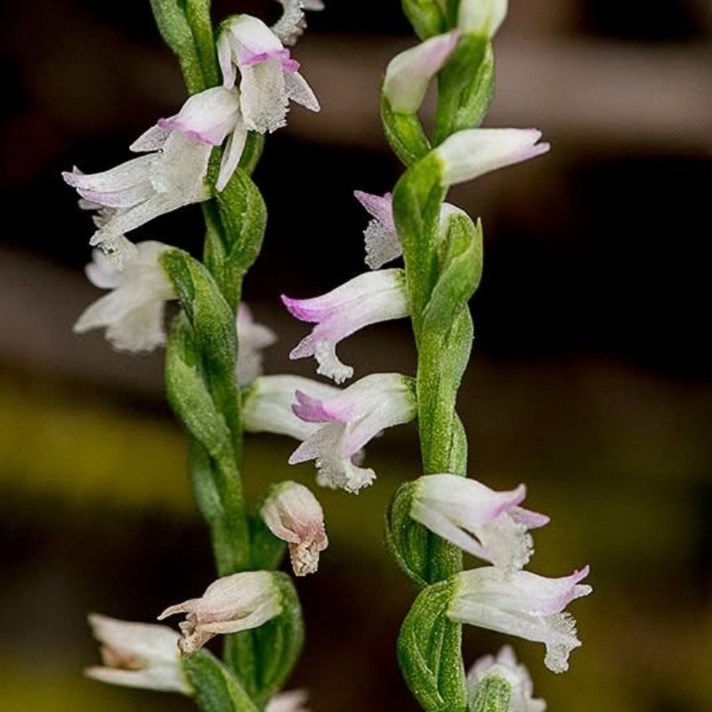 Bàn long sâm Spiranthes sinensis ban long sam Spiranthes sinensis
