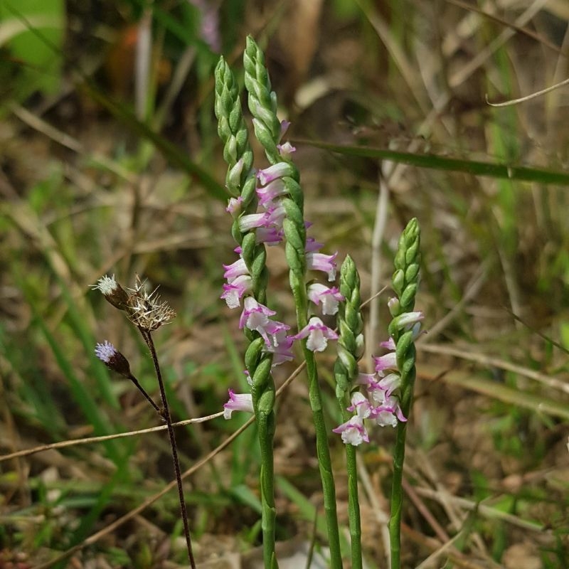 Bàn long sâm Spiranthes sinensis ban long sam Spiranthes sinensis