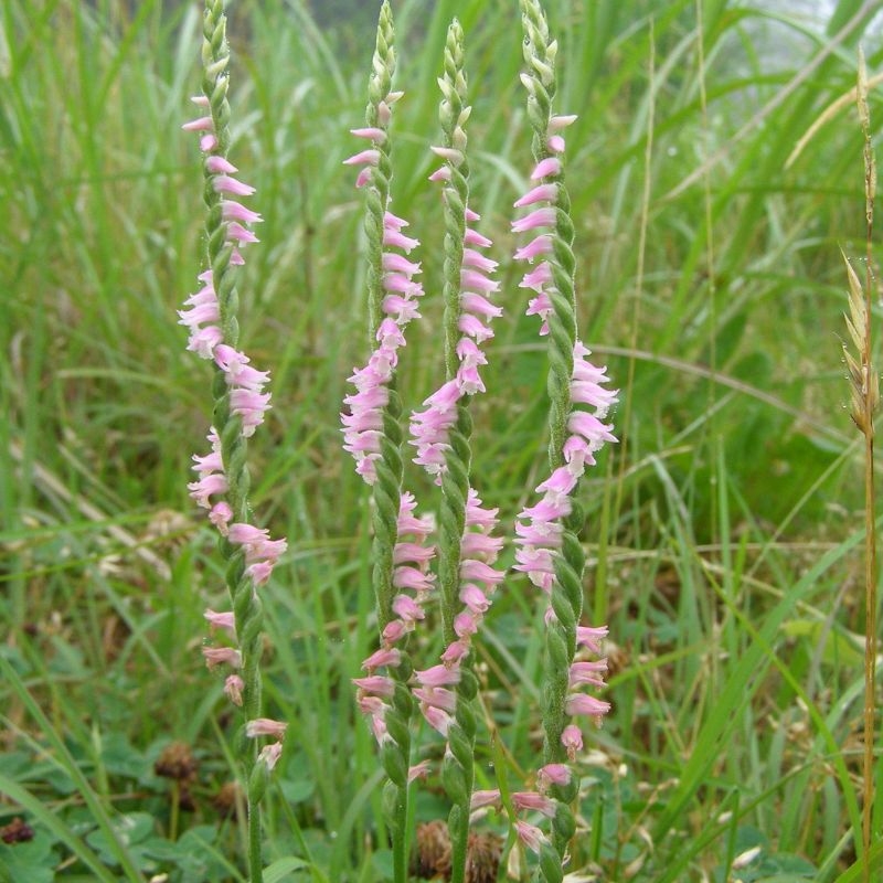 Bàn long sâm Spiranthes sinensis ban long sam Spiranthes sinensis