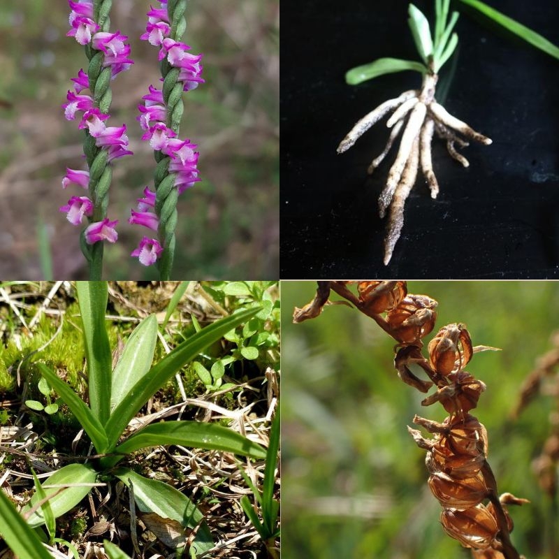 Bàn long sâm Spiranthes sinensis ban long sam Spiranthes sinensis