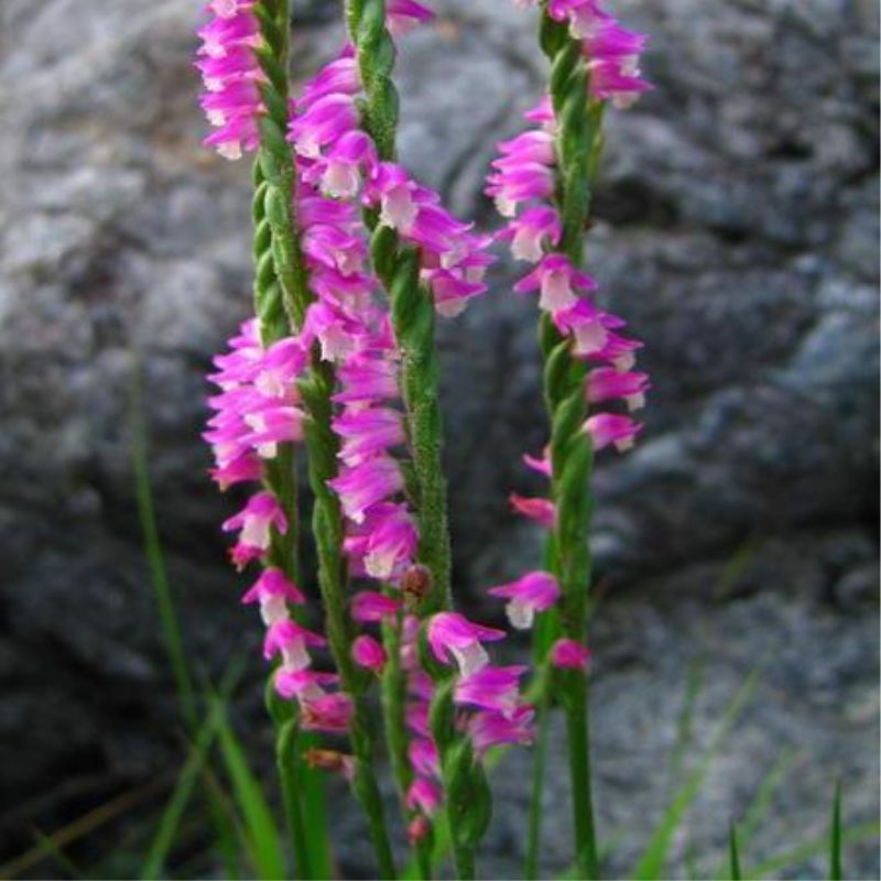 Bàn long sâm Spiranthes sinensis ban long sam Spiranthes sinensis