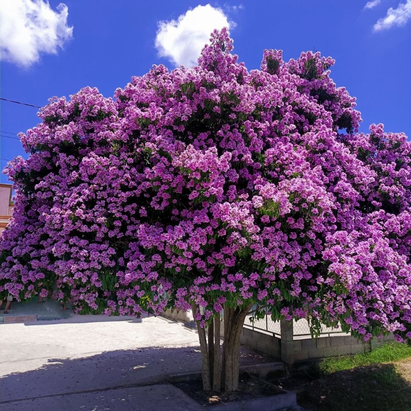 Bằng lăng Lagerstroemia calyculata Bang lang Lagerstroemia calyculata