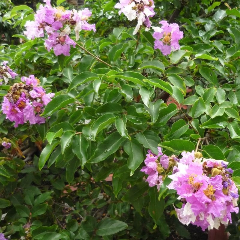 Bằng lăng Lagerstroemia calyculata Bang lang Lagerstroemia calyculata