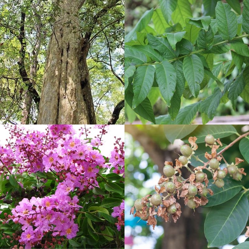 Bằng lăng Lagerstroemia calyculata Bang lang Lagerstroemia calyculata
