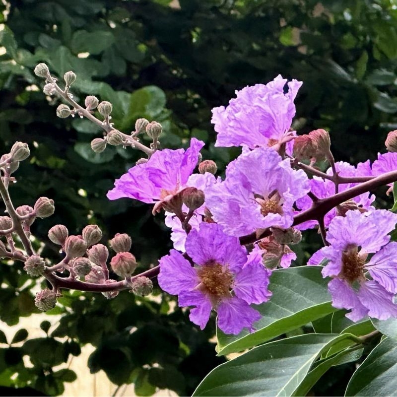 Bằng lăng Lagerstroemia calyculata Bang lang Lagerstroemia calyculata