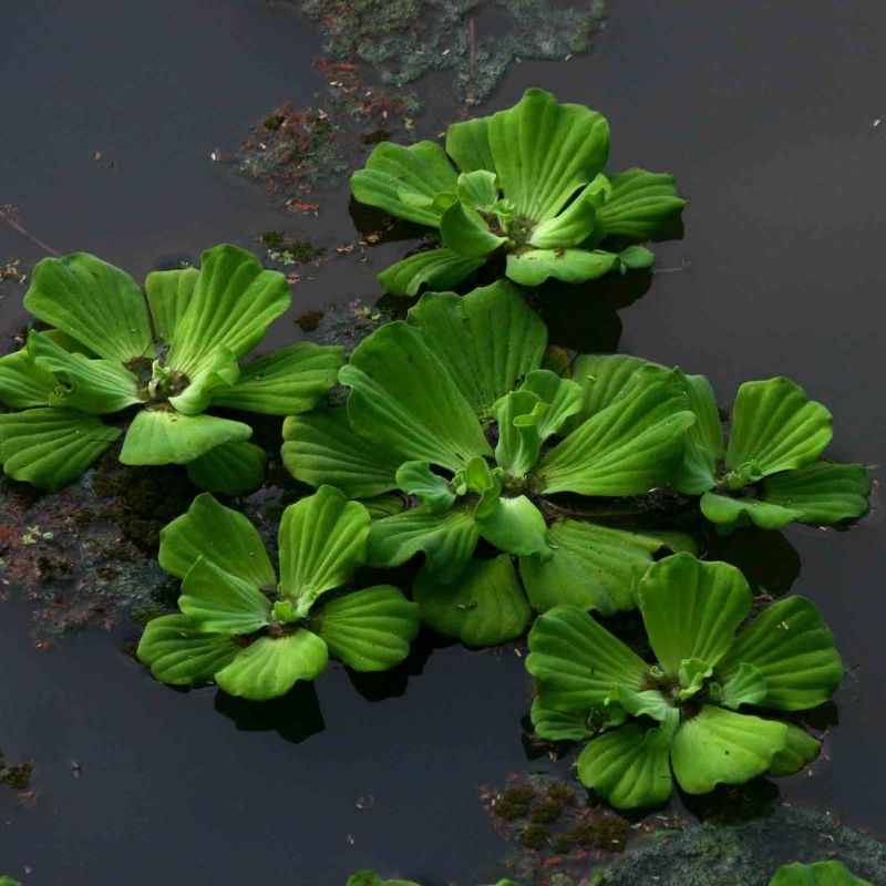 Beo cai Pistia stratiotes