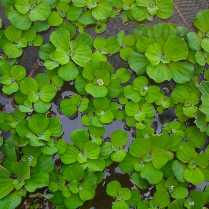 Beo cai Pistia stratiotes