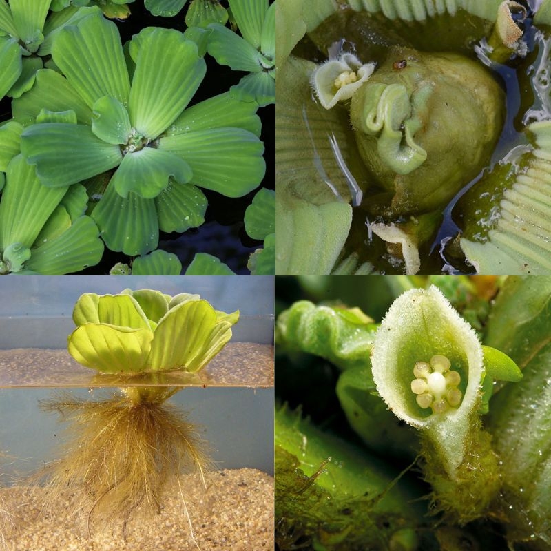 Beo cai Pistia stratiotes