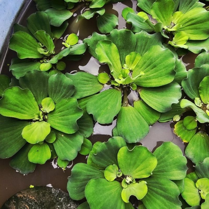 Beo cai Pistia stratiotes