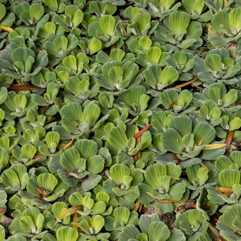 Beo cai Pistia stratiotes