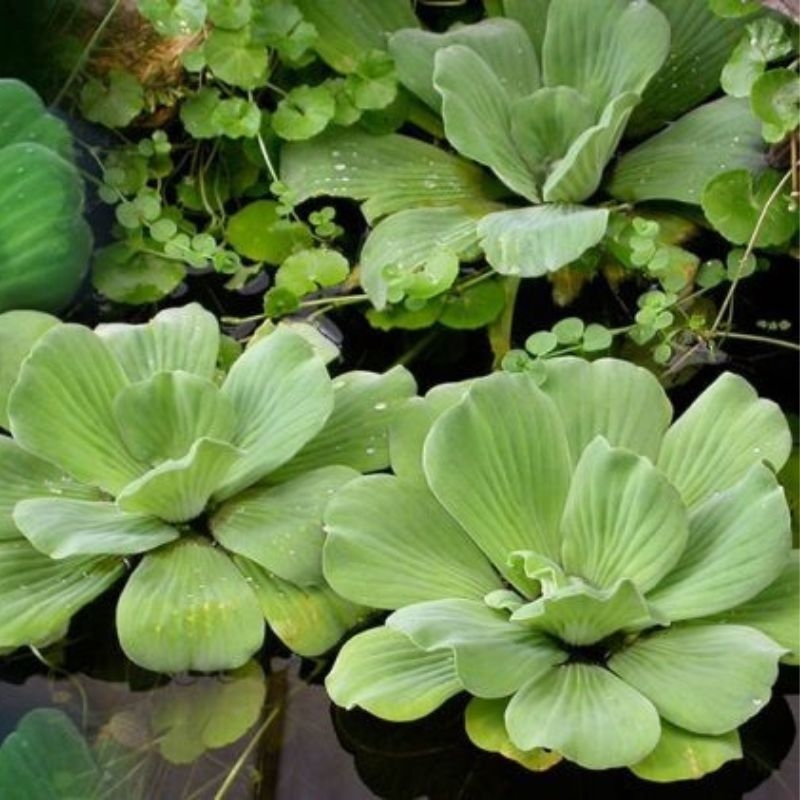 Beo cai Pistia stratiotes