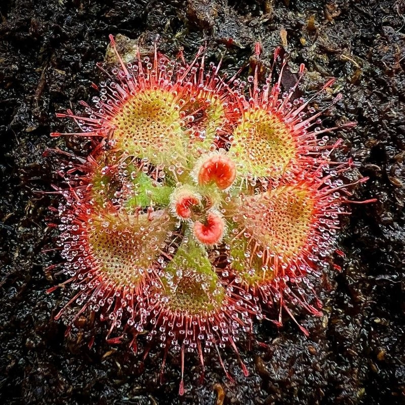 Beo dat Drosera burmannii